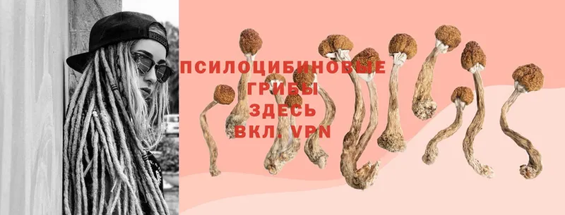 где купить   Кукмор  Галлюциногенные грибы Psilocybe 